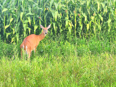 DEER DÉJEUNER