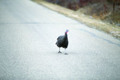 Gobble Gobble