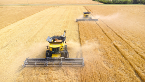 Golden Yield