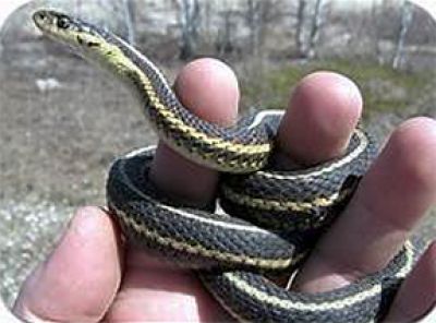 Ken Kingdon talks snakes
