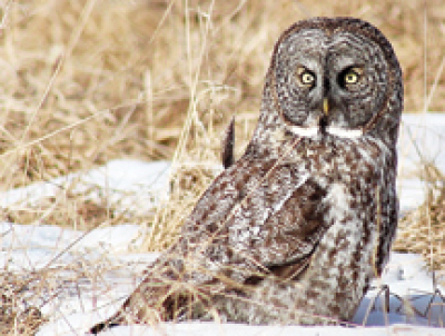 Great grey owls pack a punch
