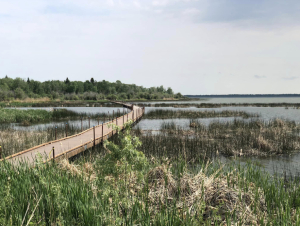 Birds and blooms on the Grace Lake boardwalk trail