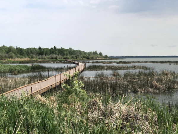 Birds and blooms on the Grace Lake boardwalk trail