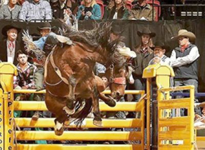Larsen Stampede bound