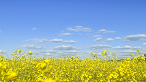 It Was All Yellow