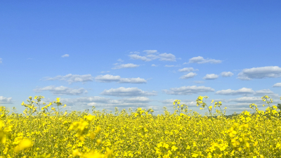 It Was All Yellow