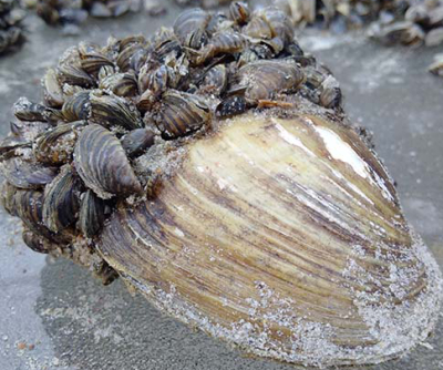CPONW concerned about zebra mussels