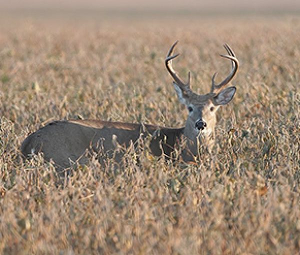 CWD surveillance improved