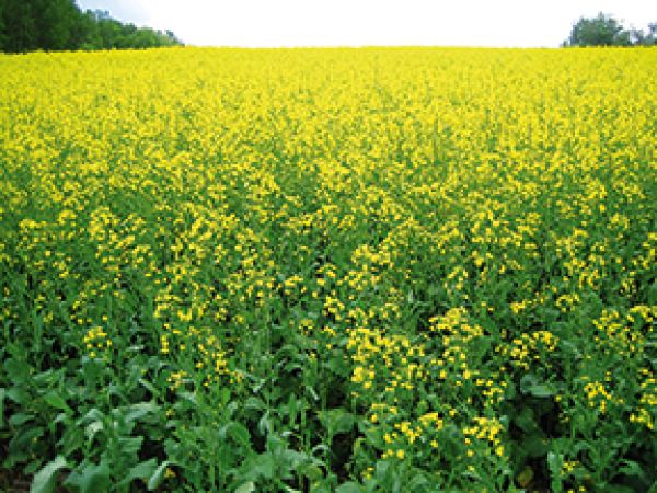Harvest progessing