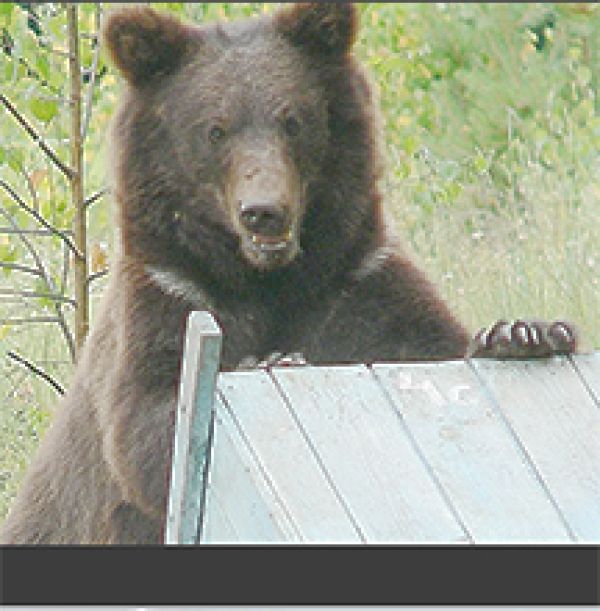 Bad bear behaviour