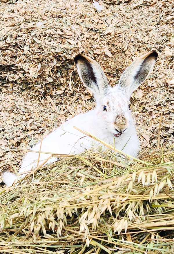 Hoppy Easter