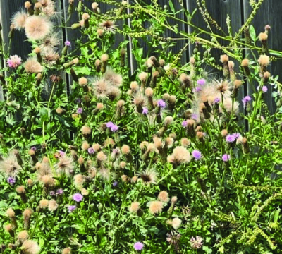 Noxious weed burdock spreads rampantly in The Pas