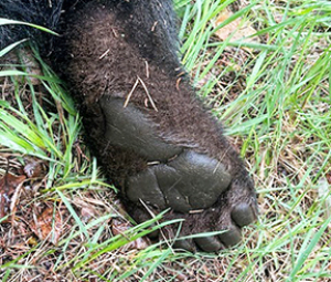 Bruin captured