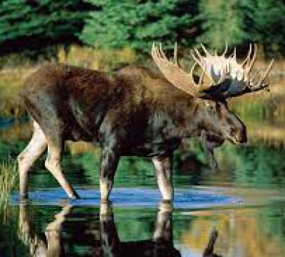 Moose management town hall to be held in Swan River