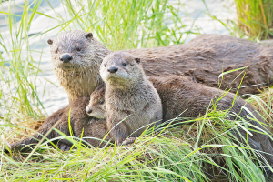 Otters making a comeback